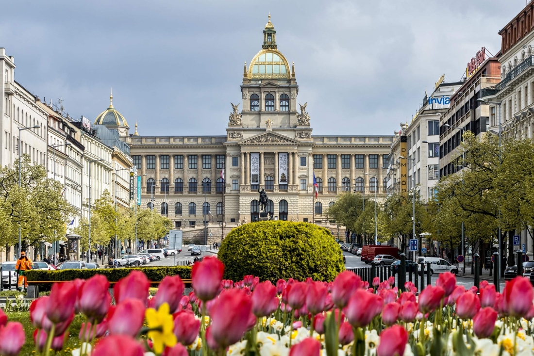 Národní muzeum a tulipány
